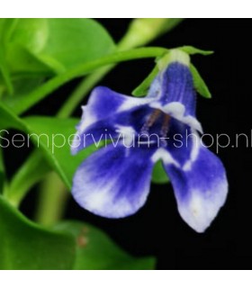 Lindernia grandiflora
