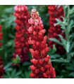 Lupine gallery 'Red Shades'