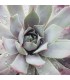 Sempervivum 'Nordwind'