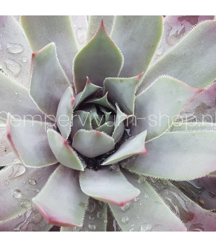 Sempervivum 'Nordwind'