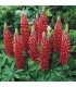 Lupine gallery 'Red Shades'