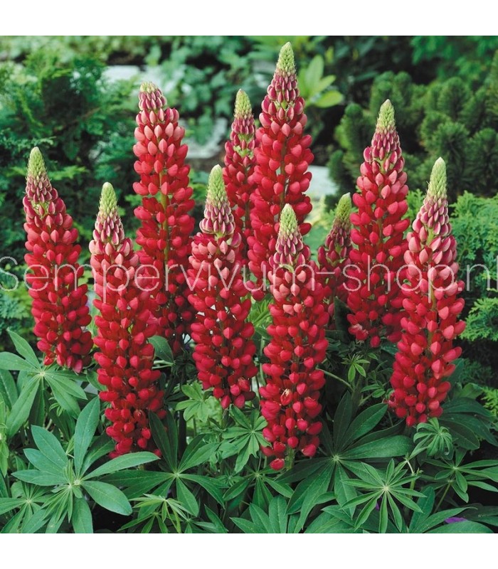 Lupine gallery 'Red Shades'