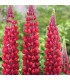 Lupine gallery 'Red Shades'
