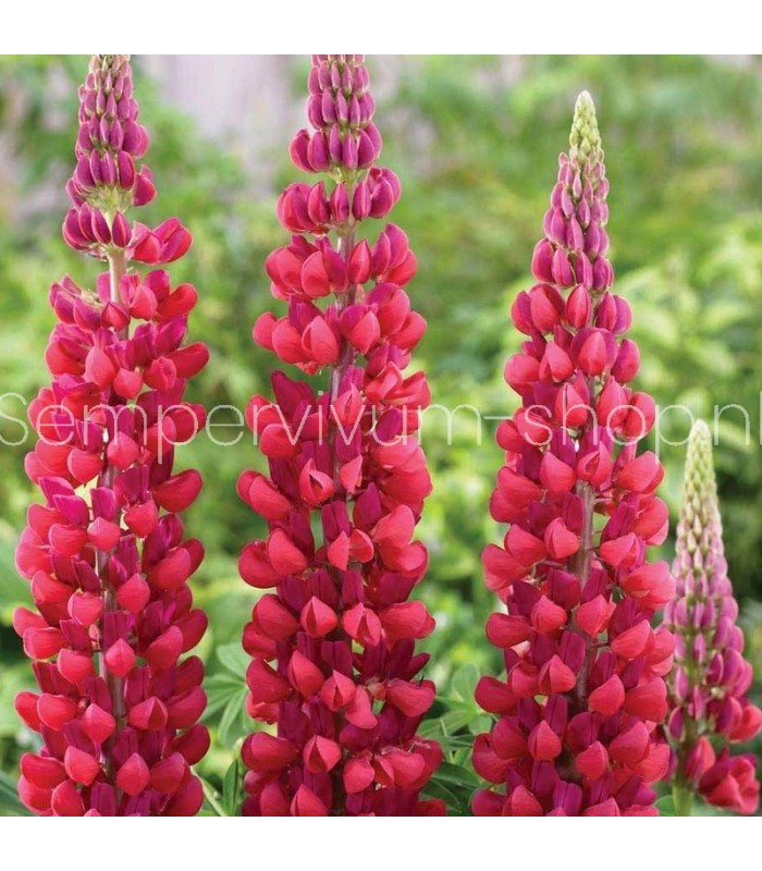 Lupine gallery 'Red Shades'