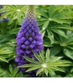 Lupine gallery 'Blue Shades'