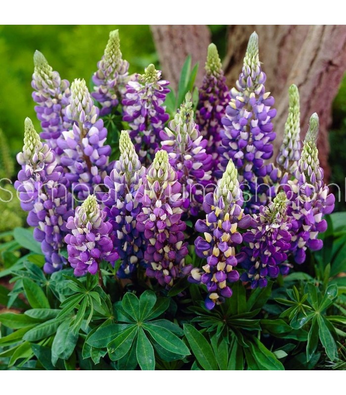 Lupine gallery 'Blue Shades'