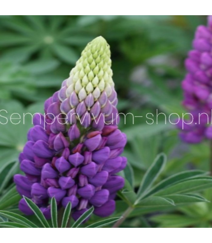 Lupine gallery 'Blue Shades'