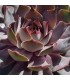Sempervivum 'Nordwind'