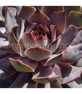 Sempervivum 'Nordwind'