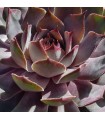 Sempervivum 'Nordwind'