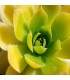 Jovibarba heuffelii 'Golden Senne'