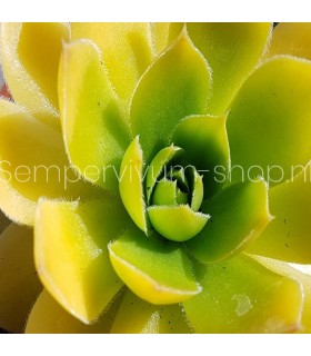 Jovibarba heuffelii 'Golden Senne'