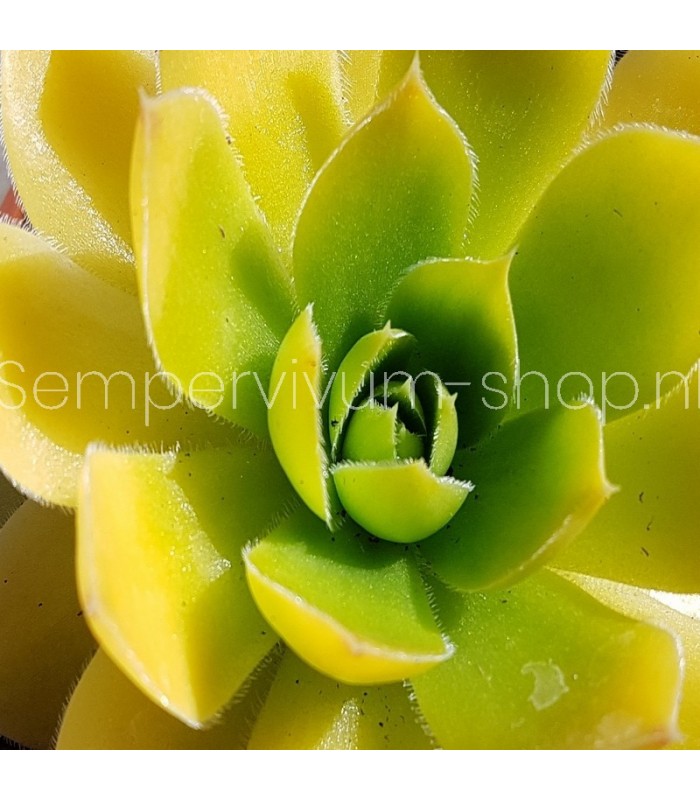 Jovibarba heuffelii 'Golden Senne'