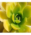 Jovibarba heuffelii 'Golden Senne'