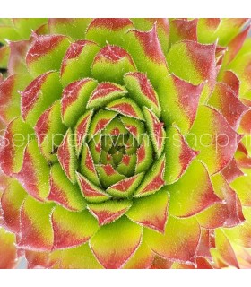Jovibarba x nixonii 'Feuerrad'