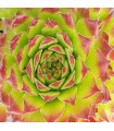 Jovibarba x nixonii 'Feuerrad'