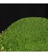 Sagina subulata 'Rucos'