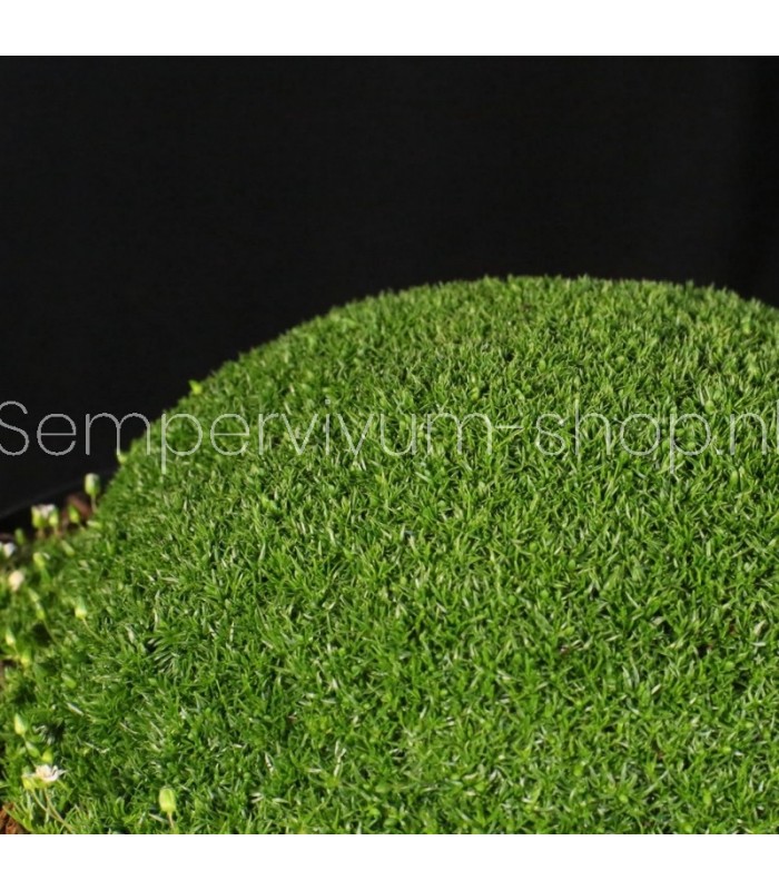 Sagina subulata 'Rucos'