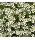 Sagina subulata 'Rucos'