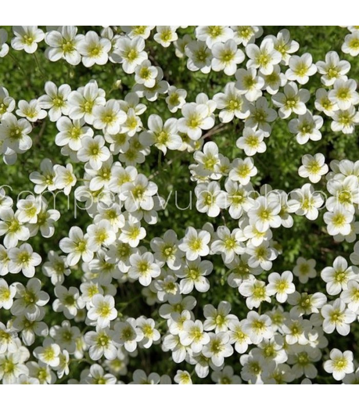 Sagina subulata 'Rucos'