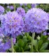 Primula denticulata