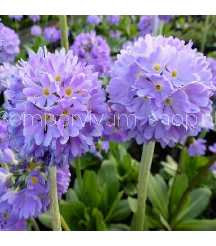 Primula denticulata