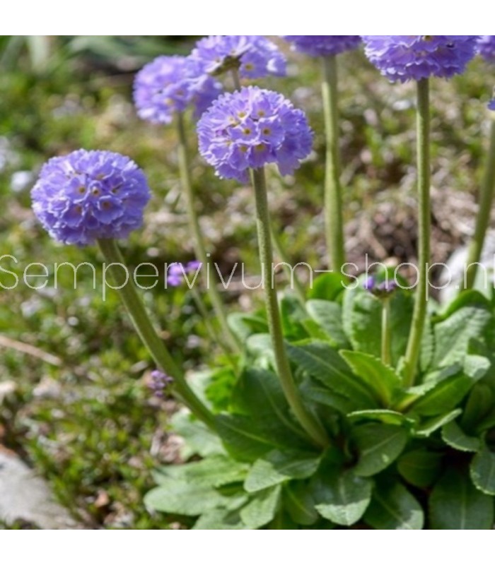 Primula denticulata