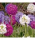 Primula denticulata