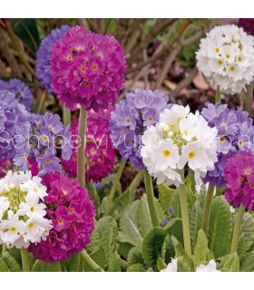 Primula denticulata