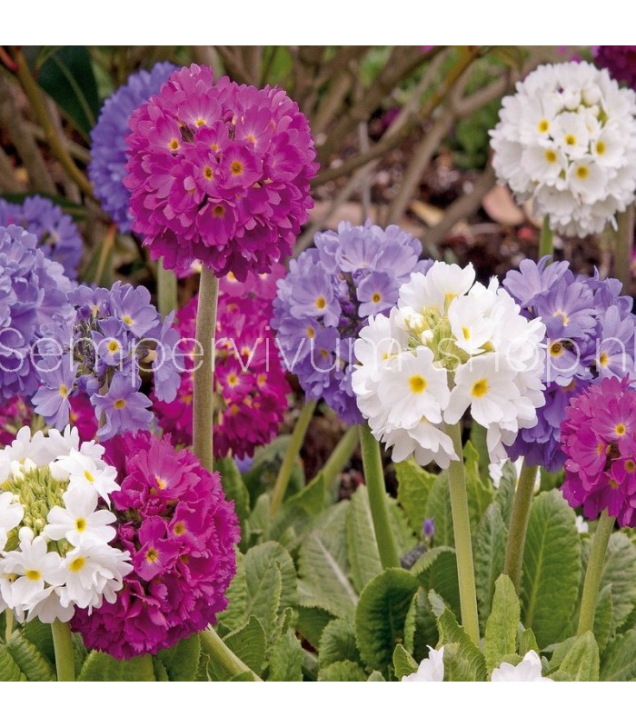 Primula denticulata