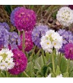 Primula denticulata