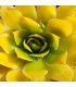 Jovibarba heuffelii ‘Lemon Sky’