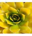 Jovibarba heuffelii ‘Lemon Sky’