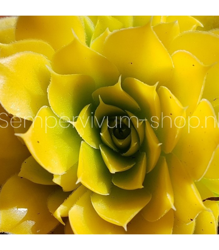 Jovibarba heuffelii ‘Cheese Cake’