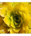 Jovibarba heuffelii ‘Cheese Cake’