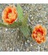 Opuntia macrorhiza 'Abrikoos'  - Cactusvijg