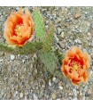 Opuntia macrorhiza 'Abrikoos'  - Cactusvijg
