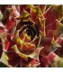 Sempervivum ‘Samadhi’
