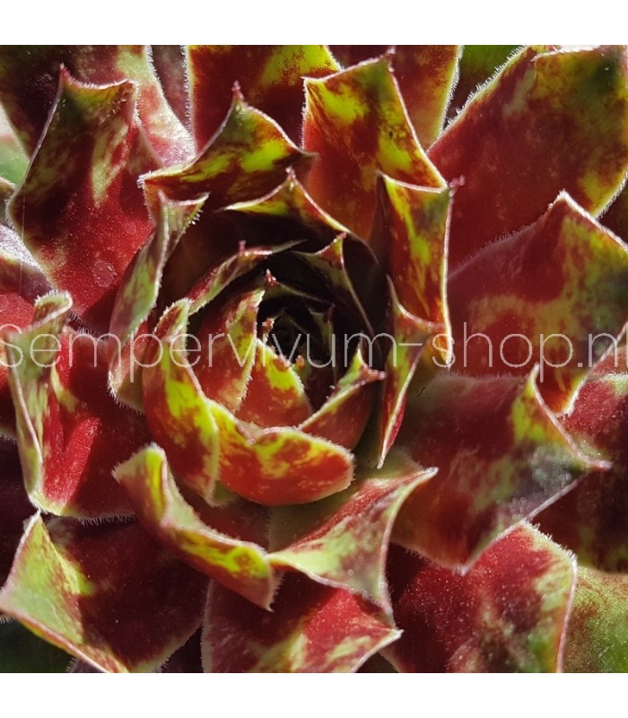 Sempervivum ‘Samadhi’