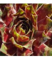Sempervivum ‘Samadhi’