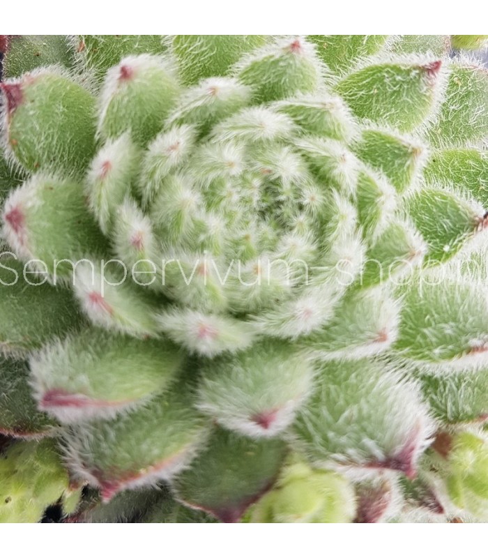 Sempervivum ‘Andre Smits’