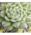 Sempervivum ‘Andre Smits’