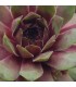 Sempervivum ‘Dr. Fritz Kohlein’