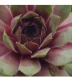 Sempervivum ‘Dr. Fritz Kohlein’