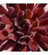 Sempervivum 'Blickfang'