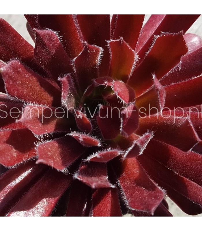 Sempervivum 'Blickfang'