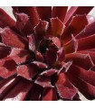Sempervivum 'Blickfang'