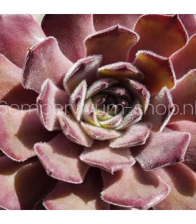 Sempervivum 'Eisbär'