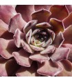 Sempervivum 'Eisbär'