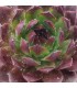 Sempervivum ‘Fresh Fine Orange’